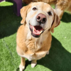Chester the dog smiles into the camera while in the outdoor play area at Pooches Playhouse.