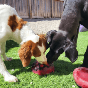Two dogs share an ice bowl treat in the outdoor play area at Pooches Playhouse.